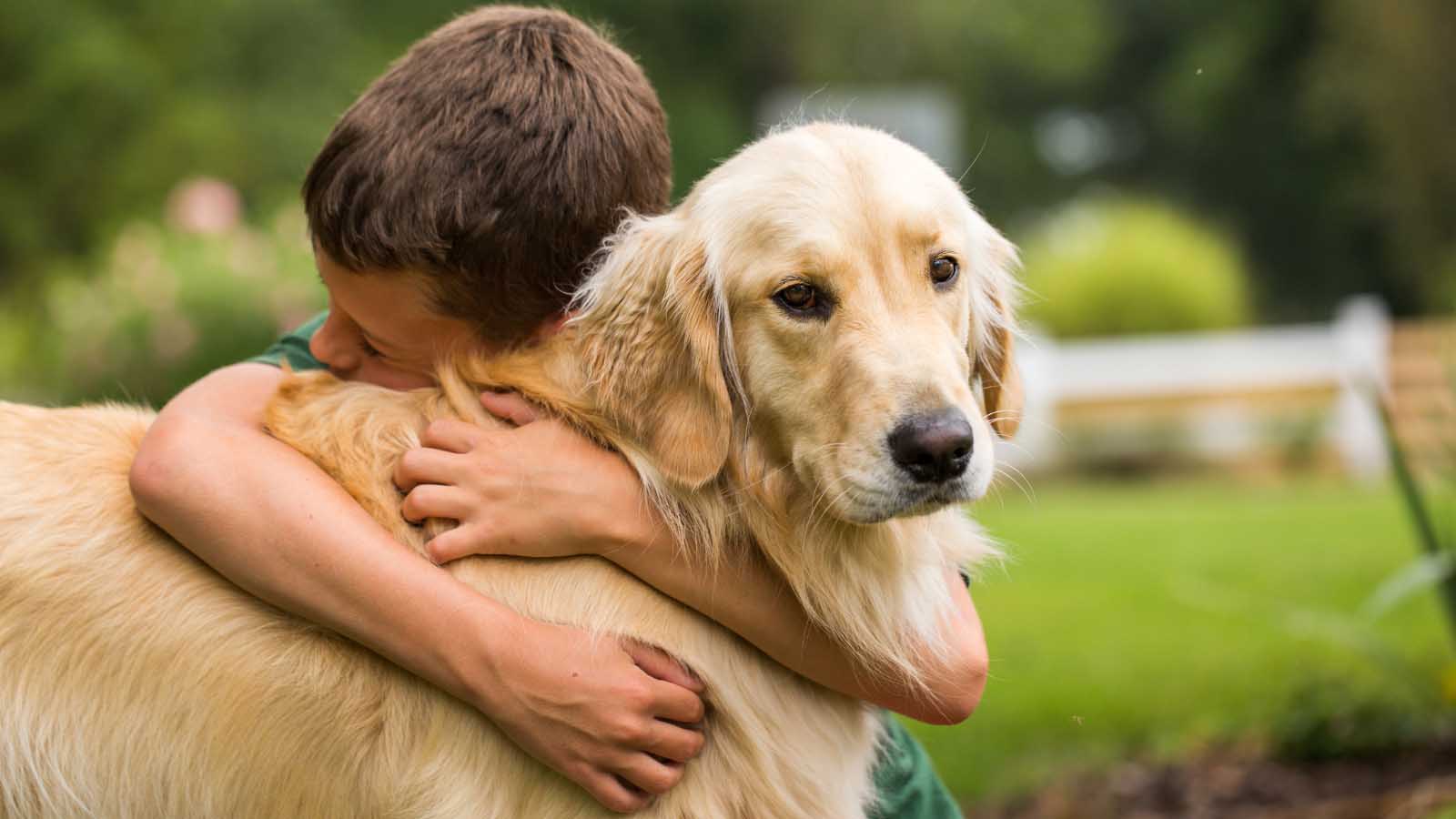 Indian street animal rescue